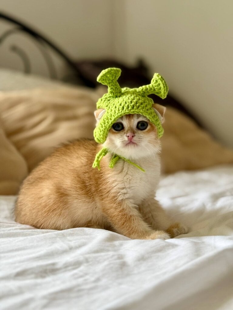 Korra Scottish Fold Black Golden Female (Available) 00 - photo 1