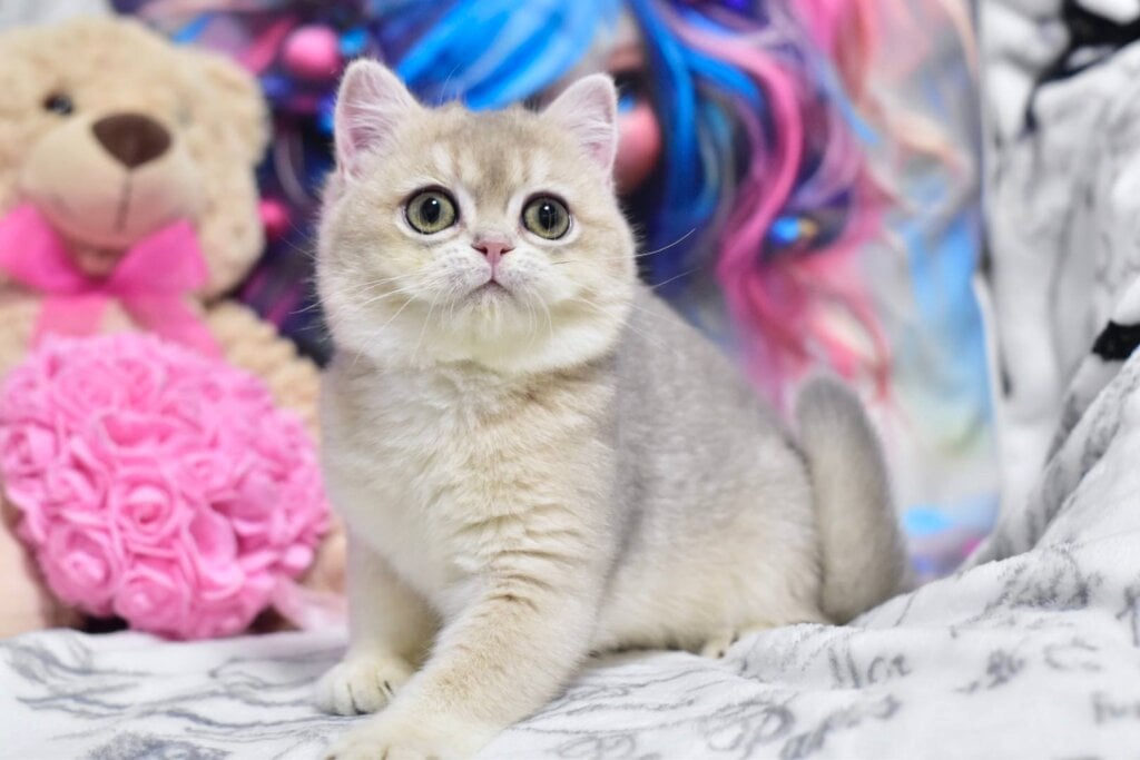 Eva British Shorthair Blue Golden Female (Available) 00 - photo 1