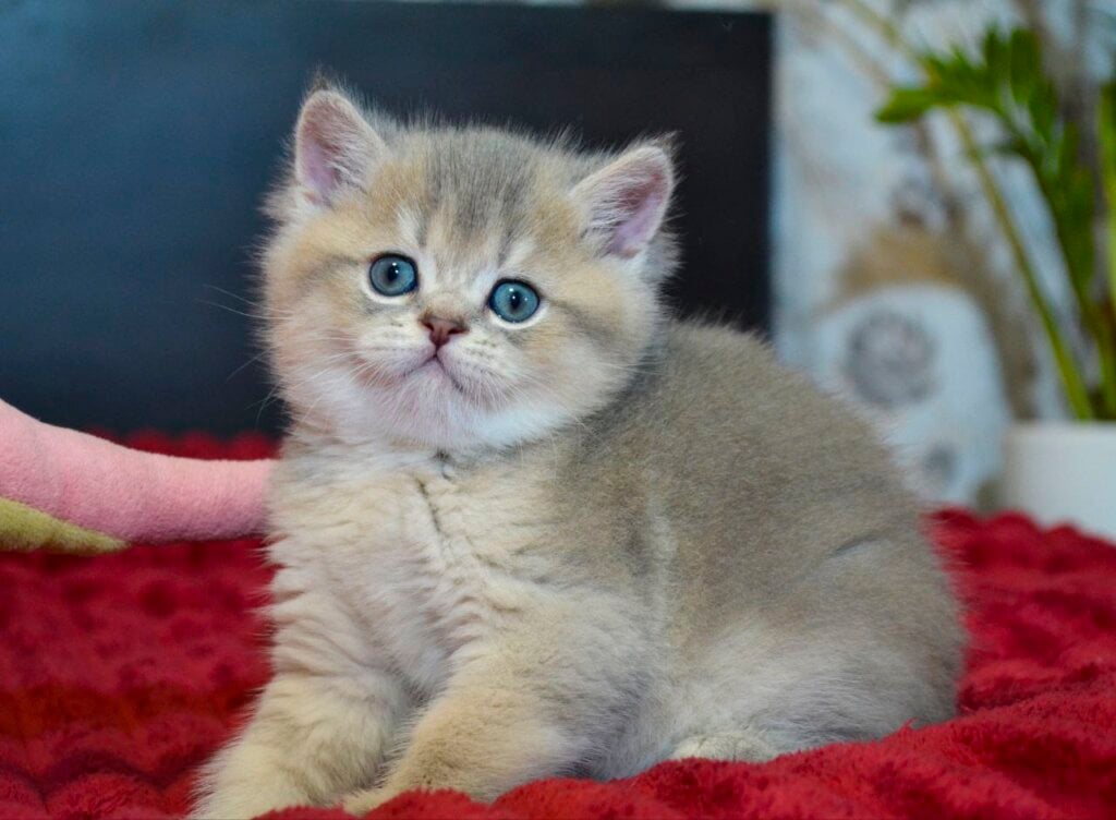 Mark British Shorthair Blue Golden Male (Available) 00 - photo 1