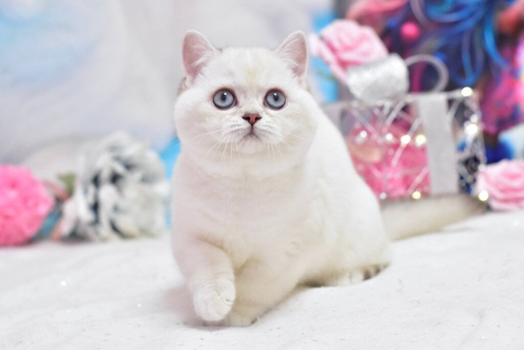 Dolly British Shorthair Black Silver Female (Available) 50 - photo 1