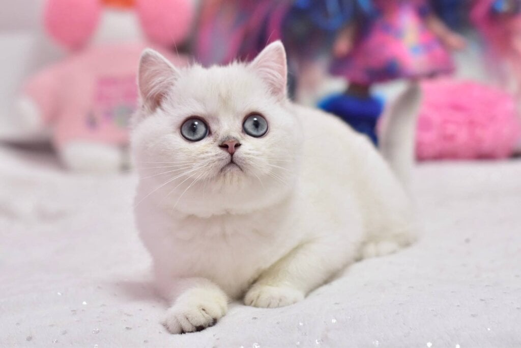 Daniella British Shorthair Black Silver Female (Available) 50 - photo 1