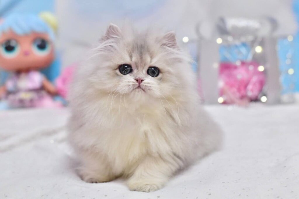 Cake British Longhair Blue Golden Male (Available) 00 - photo 1