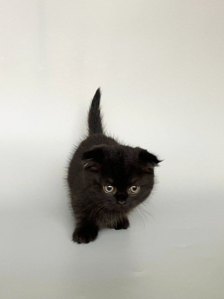 Picksik Munchkin Black Male (Available) 50 - photo 1