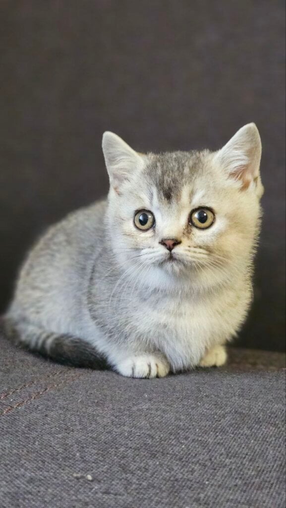 Pups Munchkin Black Silver Male (Available) 50 - photo 1