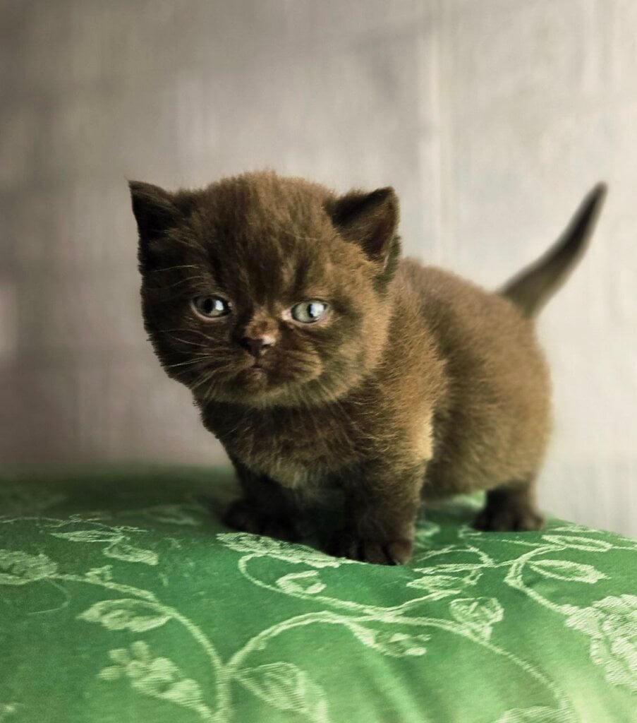 Astra Munchkin Chocolate Female (Available) 00 - photo 1