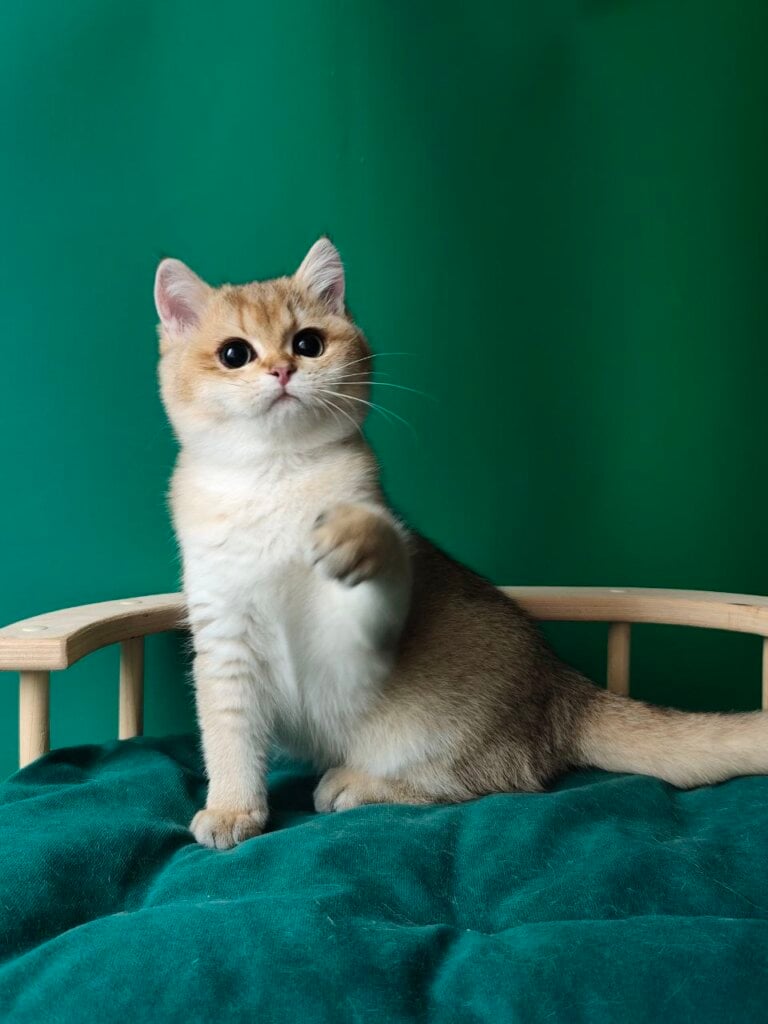 Diana British Shorthair Black Golden Female (Available) 00 - photo 1