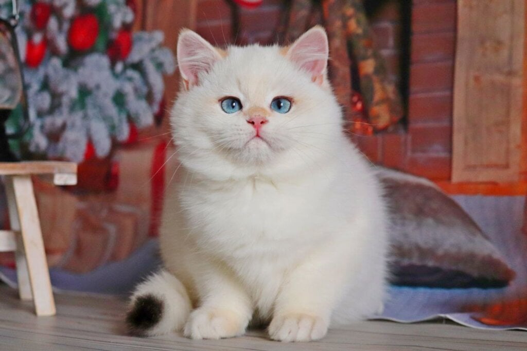 Photo 2025 12 04 09 22 15 3