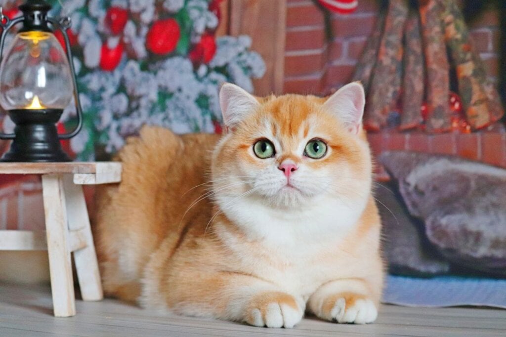 Photo 2025 12 04 20 51 48 3