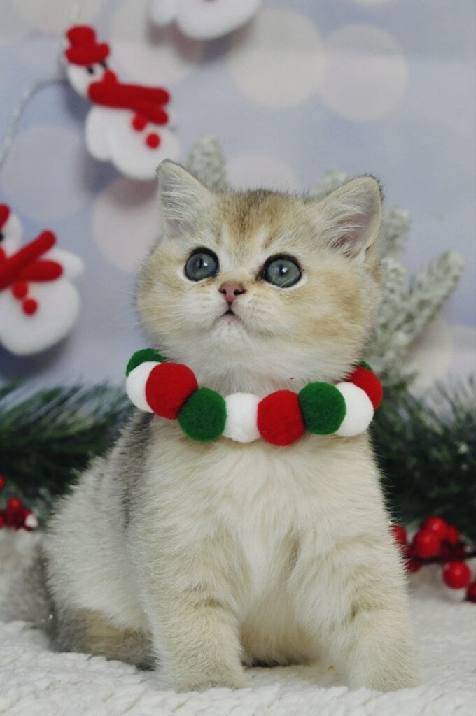 Photo 2025 12 06 15 12 21 3