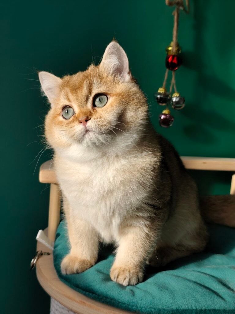 Photo 2025 12 06 20 16 01 3