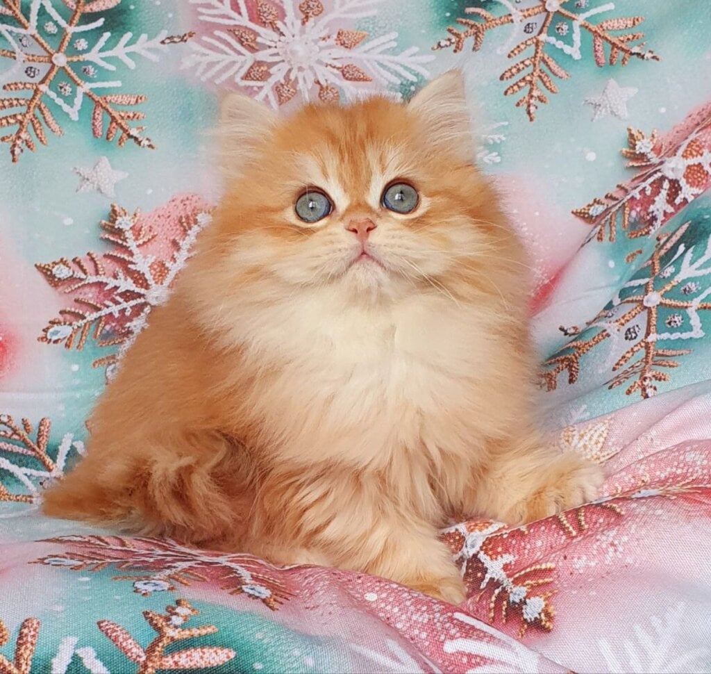 Photo 2025 12 07 13 35 57 2