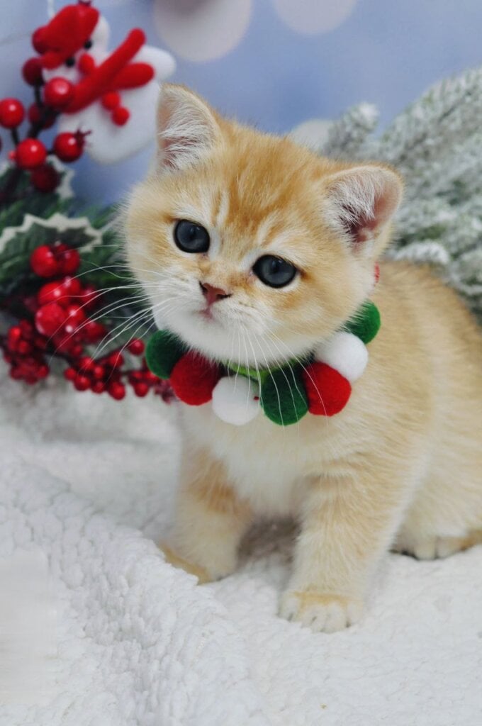 Photo 2025 12 07 16 03 20 4