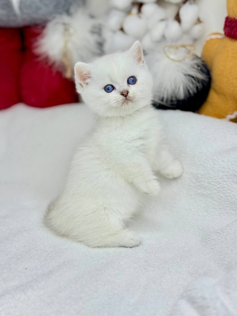 Photo 2025 12 07 18 37 31 2