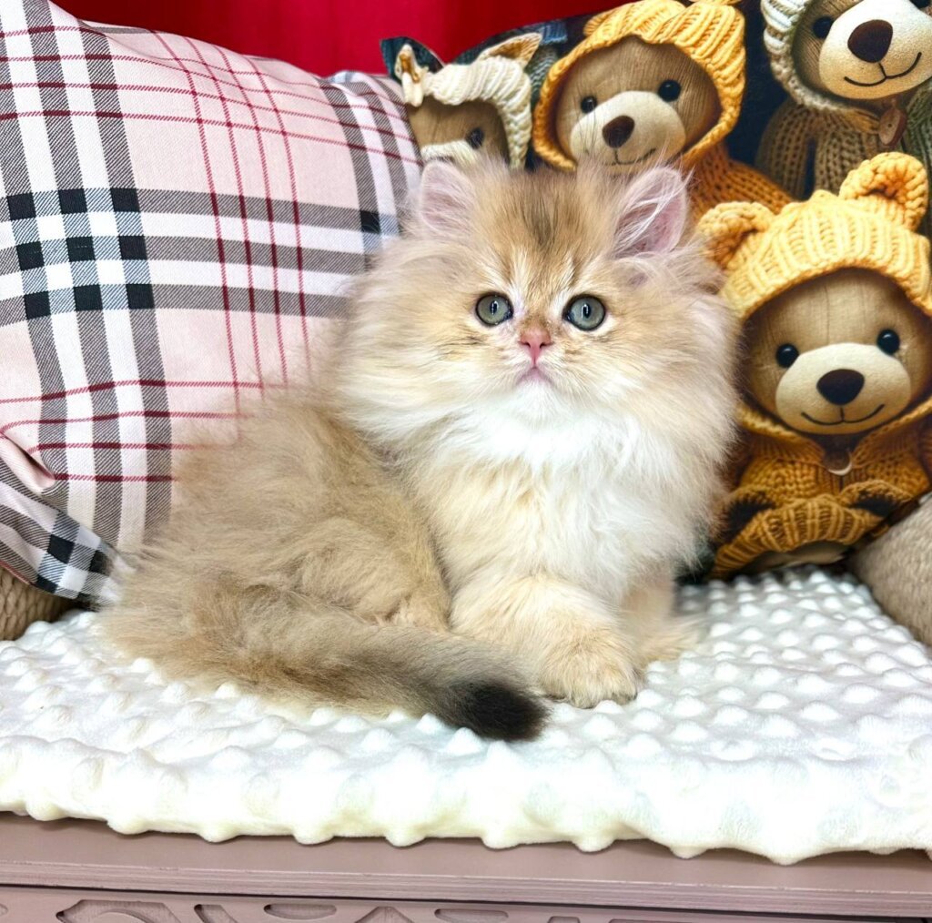 Felix British Longhair Black Golden Male (Available) 50 - photo 1