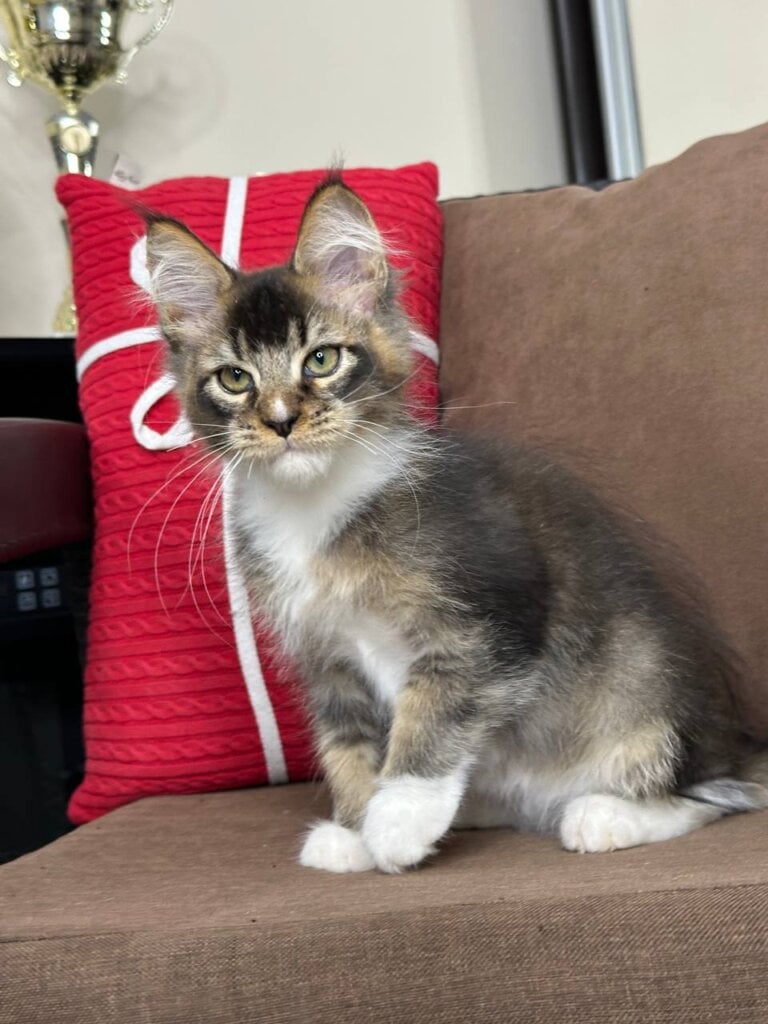 Aragorn Maine Coon Black Ticked Male (Available) 00 - photo 1