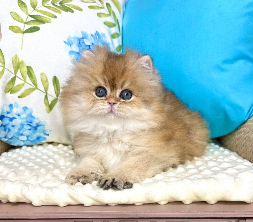 Gosha British Longhair Black Golden Male (Available) 50 - photo 1