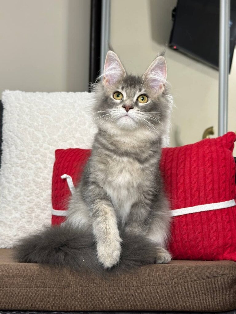 Alpha Maine Coon Blue Tabby Female (Available) 00 - photo 1