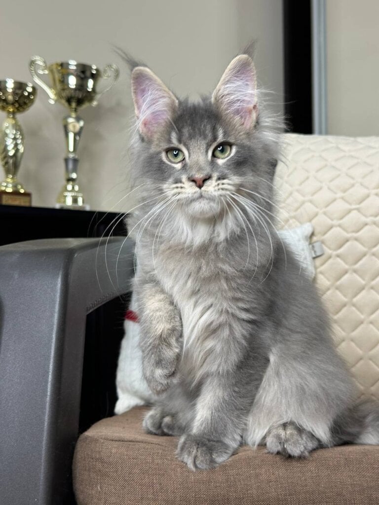Zorro Maine Coon Blue Tabby Male (Available) 00 - photo 1