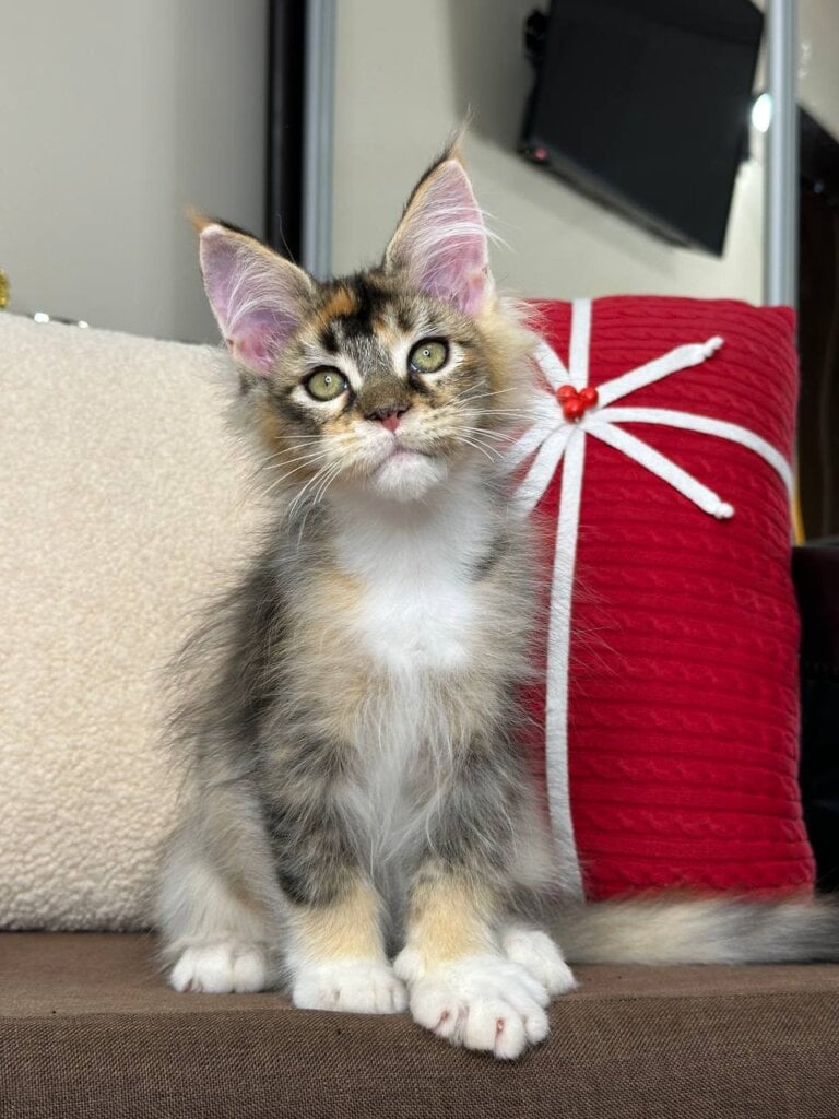 Photo 2025 12 08 15 42 34