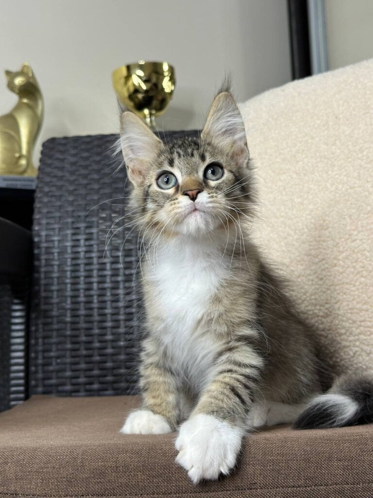 Yonas Maine Coon Black Tabby Male (Available) 00 - photo 1