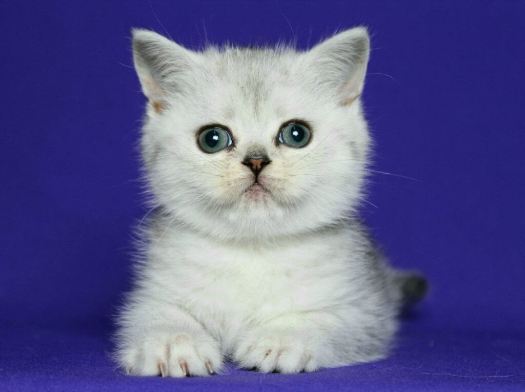 Clava Scottish Straight Black Silver Female (Available) 50 - photo 1