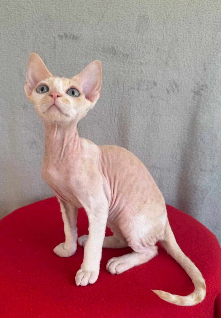 Photo 2025 12 08 18 36 18 3