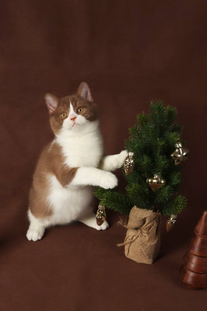 Aero British Shorthair Cinnamon Male (Available) 00 - photo 1