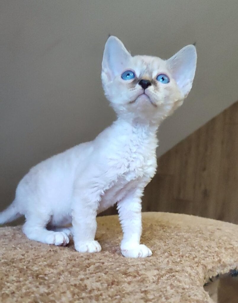 Mikky Devon Rex Black Point Male (Available) 50 - photo 1