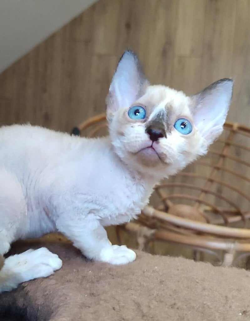 Mayk Devon Rex Black Point Male (Available) 50 - photo 1