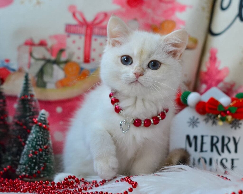 Nana British Shorthair Black Golden Female (Available) 00 - photo 1