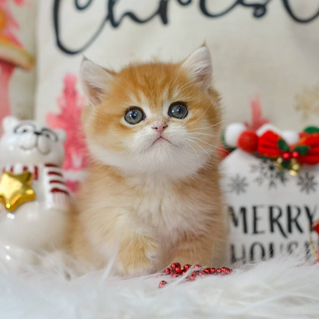 Quint British Shorthair Black Golden Male (Available) 00 - photo 1