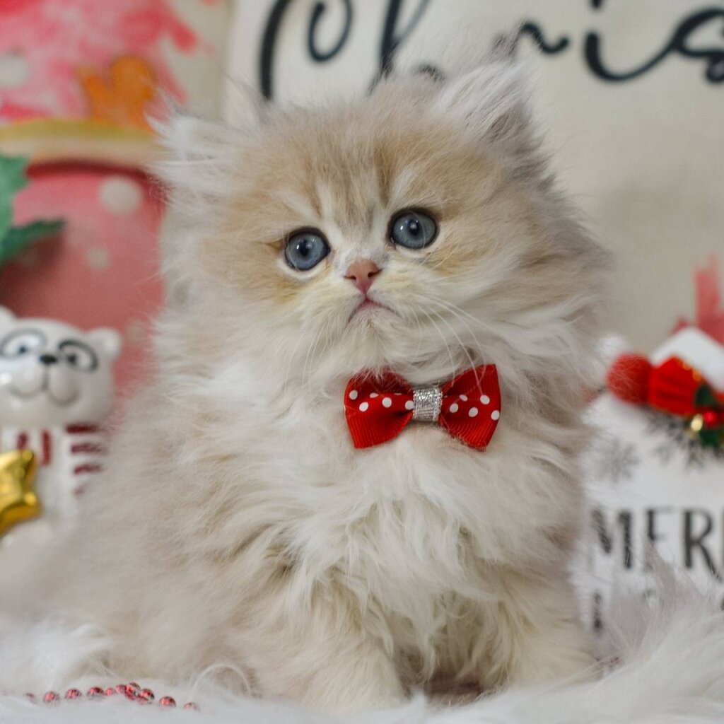 Quino British Longhair Blue Golden Male (Available) 00 - photo 1