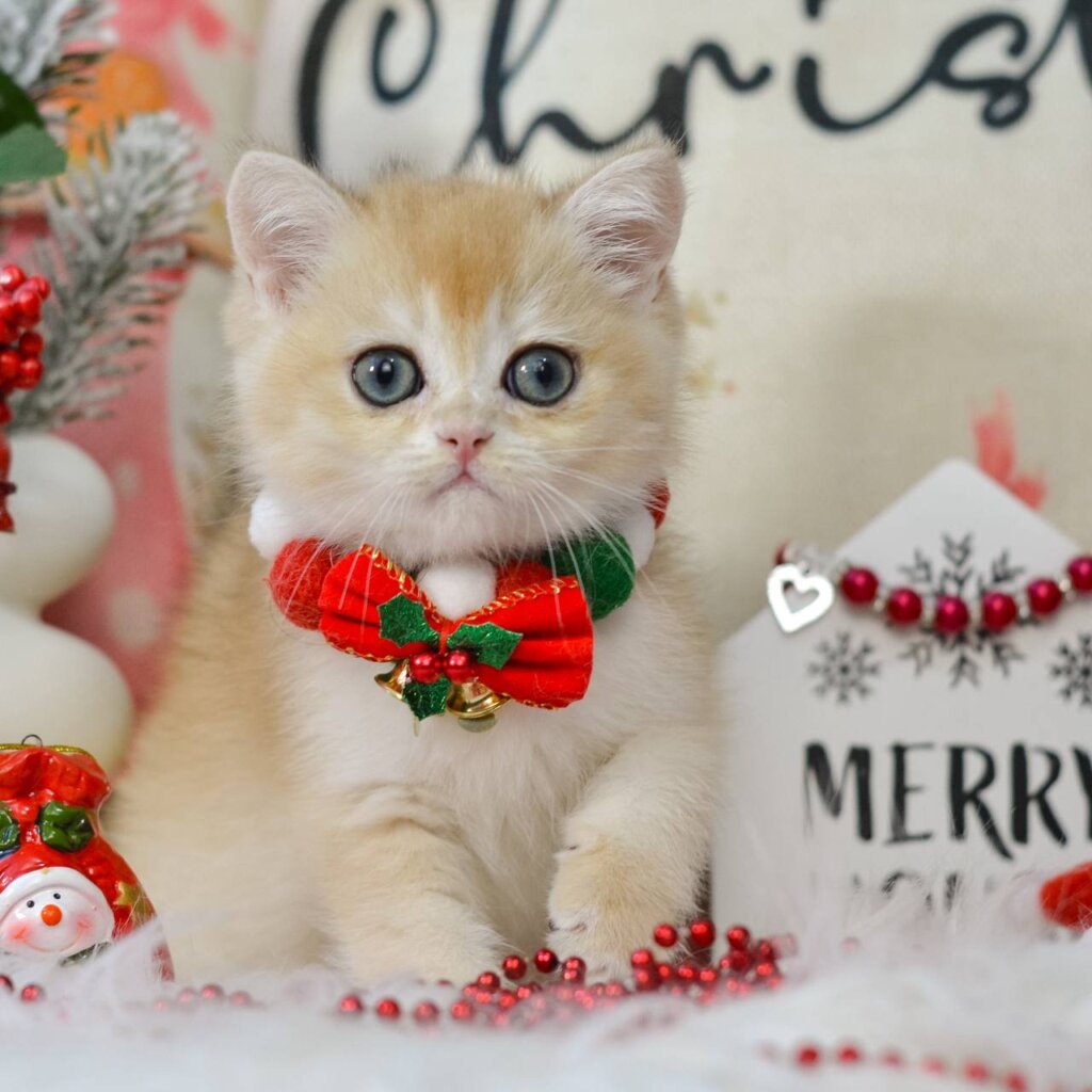 Quinton British Shorthair Black Golden Male (Available) 00 - photo 1