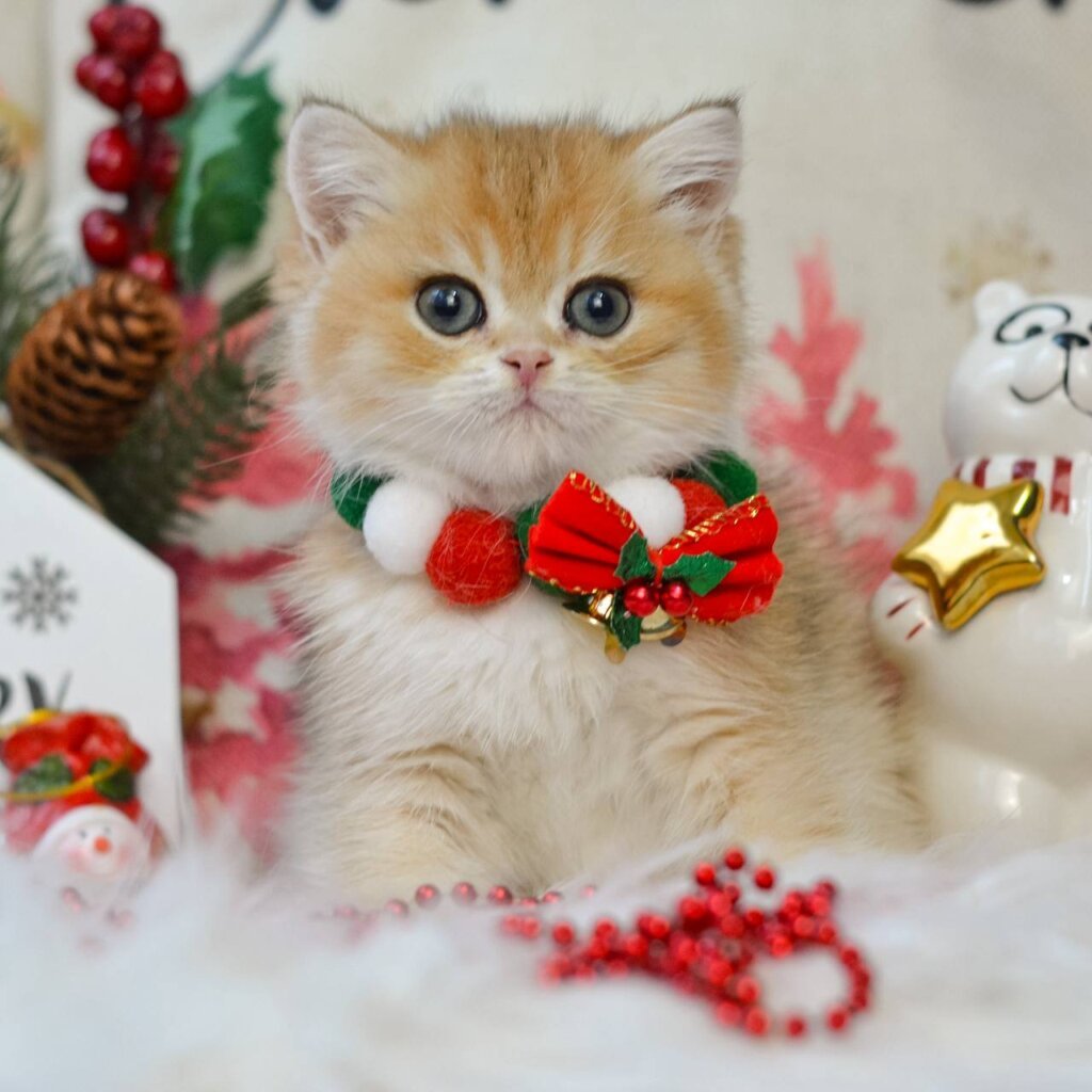 Qadri British Shorthair Black Golden Male (Available) 00 - photo 1