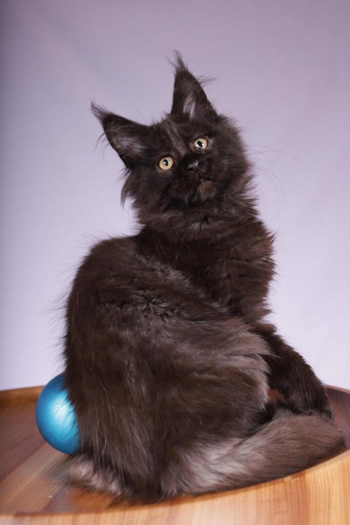 Larisa Maine Coon Black Female (Available) 00 - photo 1