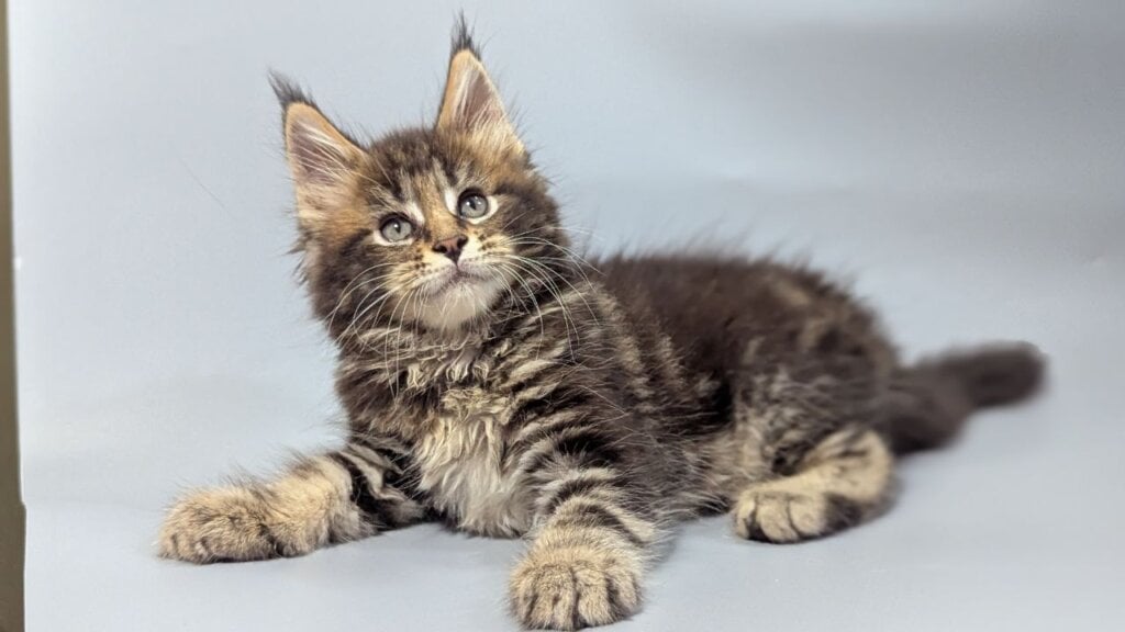 Ivi Maine Coon Black Tabby Female (Available) 00 - photo 1