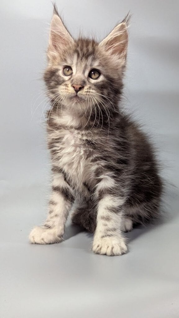 ilay Maine Coon Black Silver Male (Available) 00 - photo 1