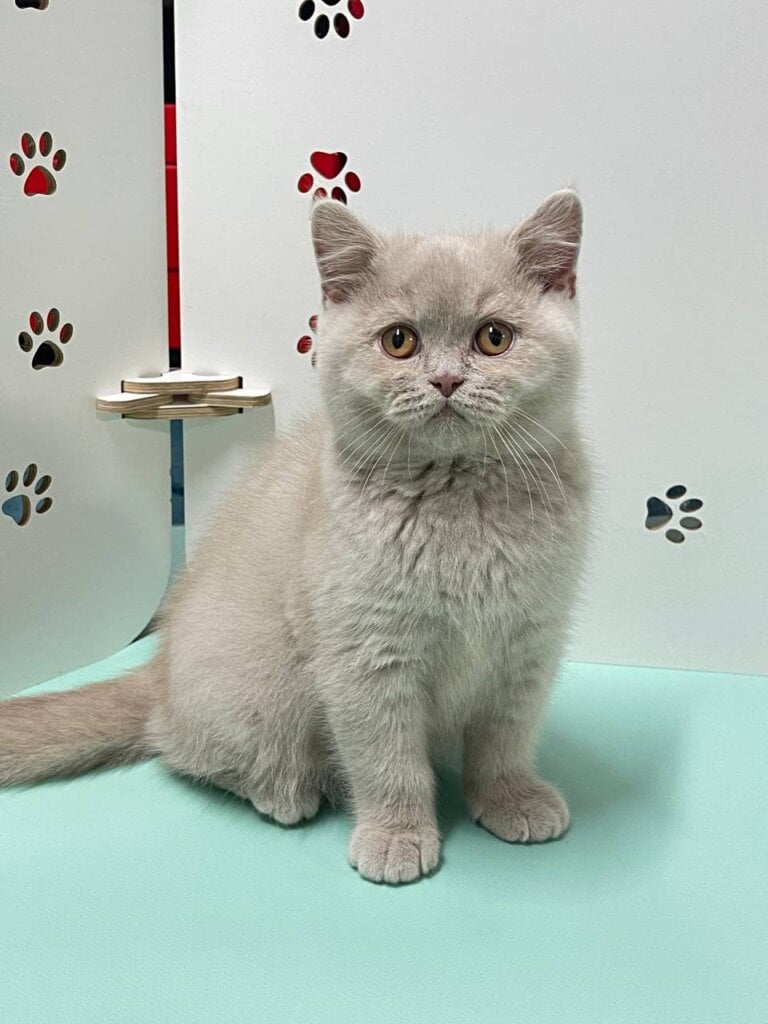 Casper British Shorthair Fawn Male (Available) 00 - photo 1