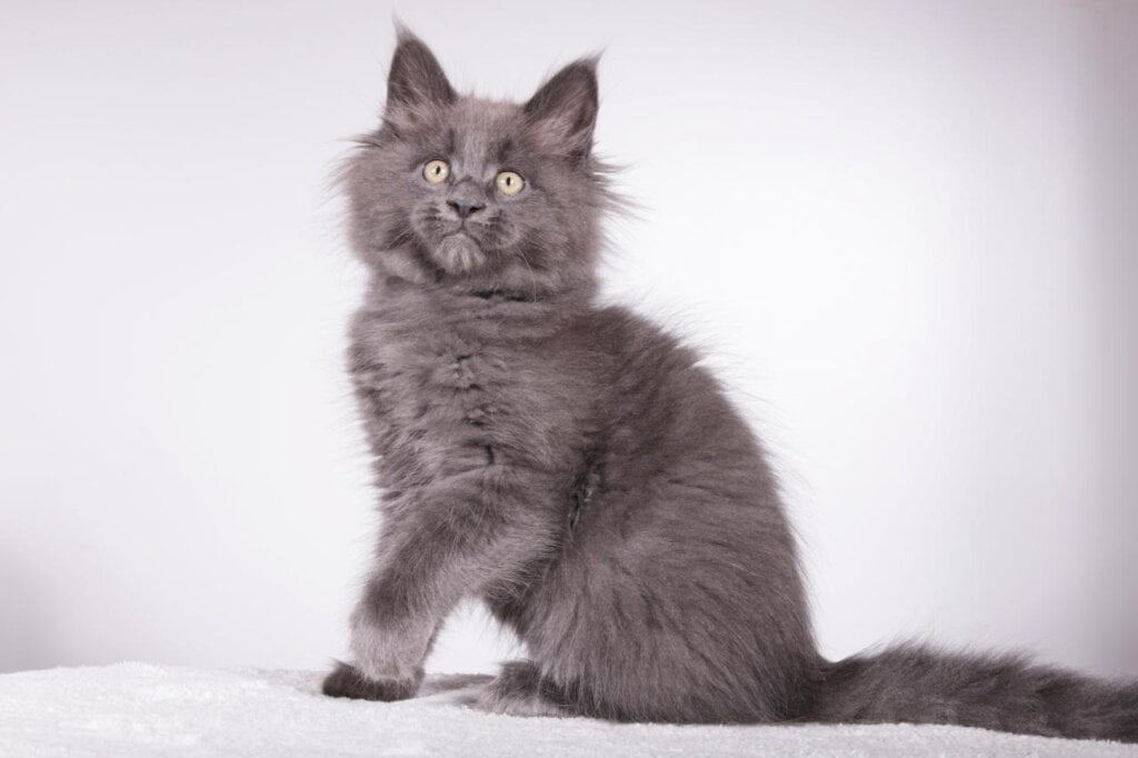 Baron Maine Coon Blue Male (Available) 00 - photo 1