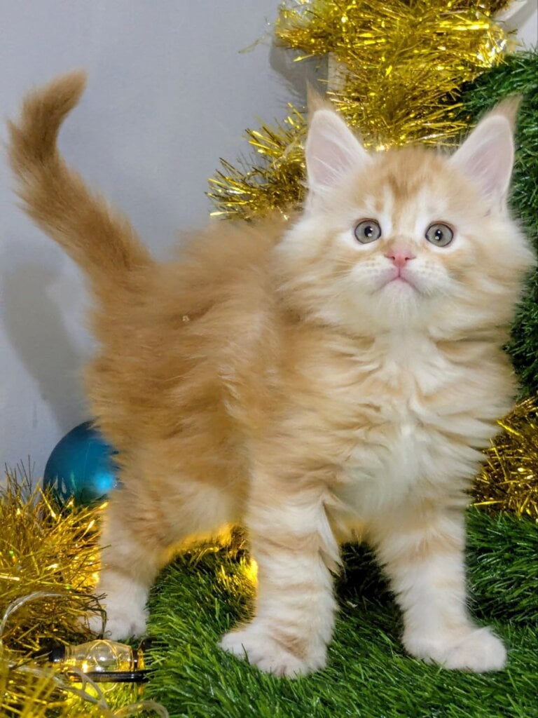 Photo 2025 12 12 15 39 42