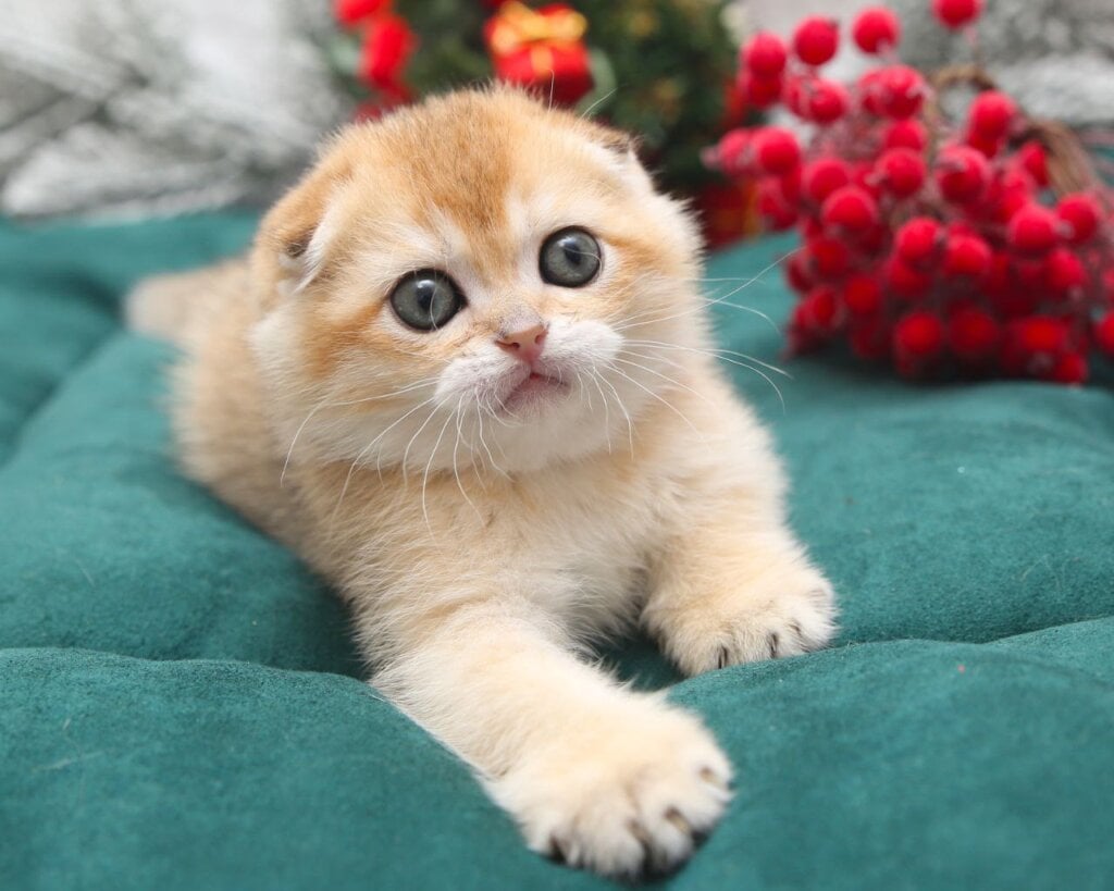 Photo 2025 12 12 15 42 56