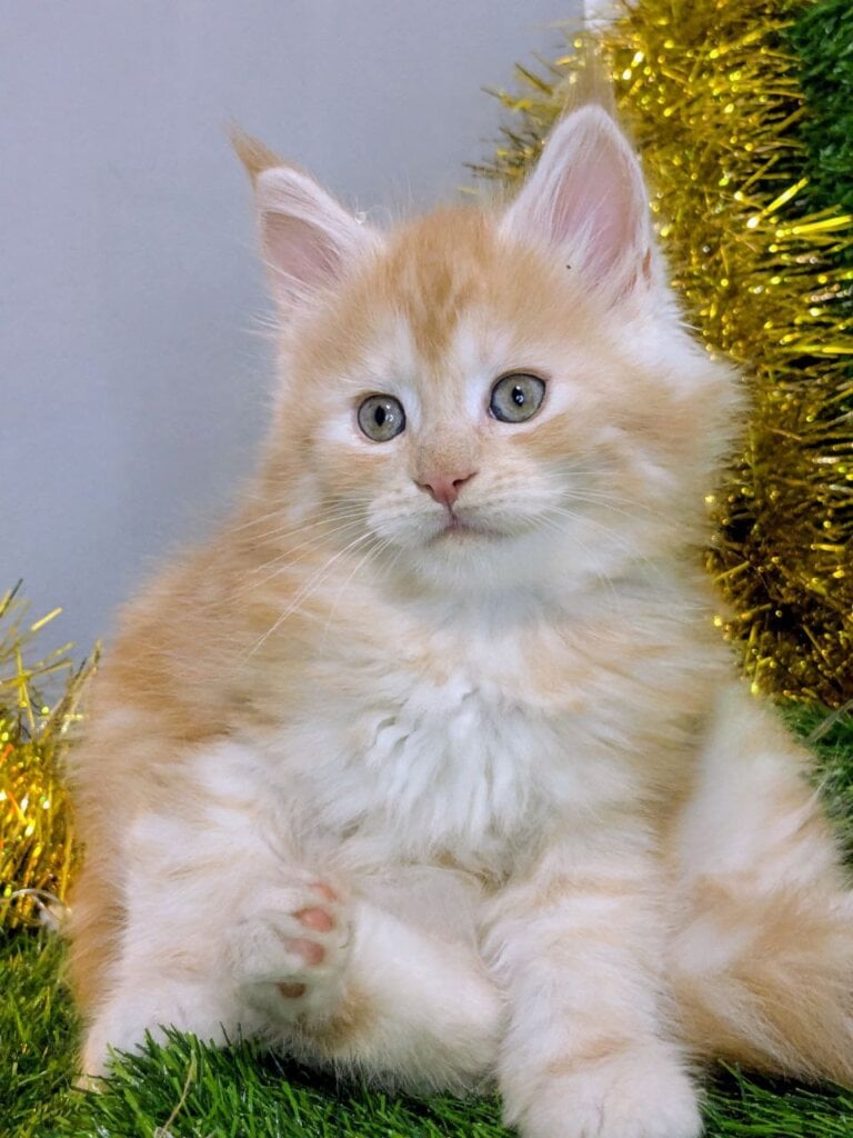 Photo 2025 12 12 15 44 22 2