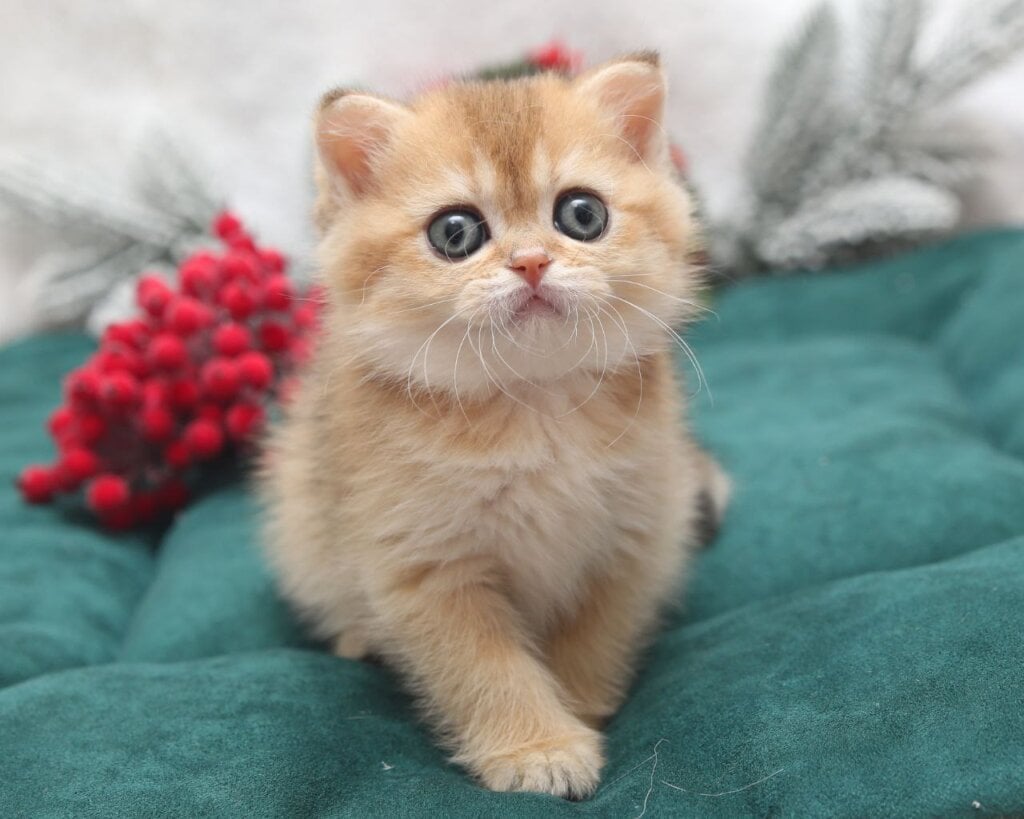 Photo 2025 12 12 15 45 03 2