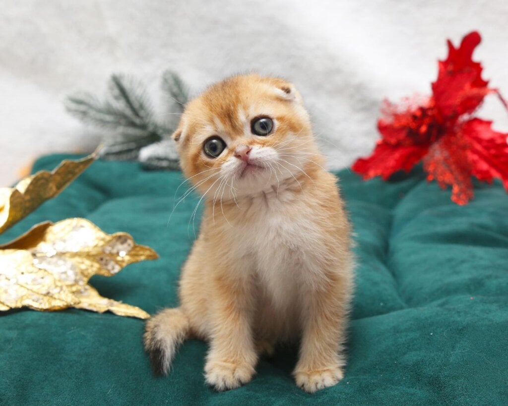 Photo 2025 12 12 16 09 44