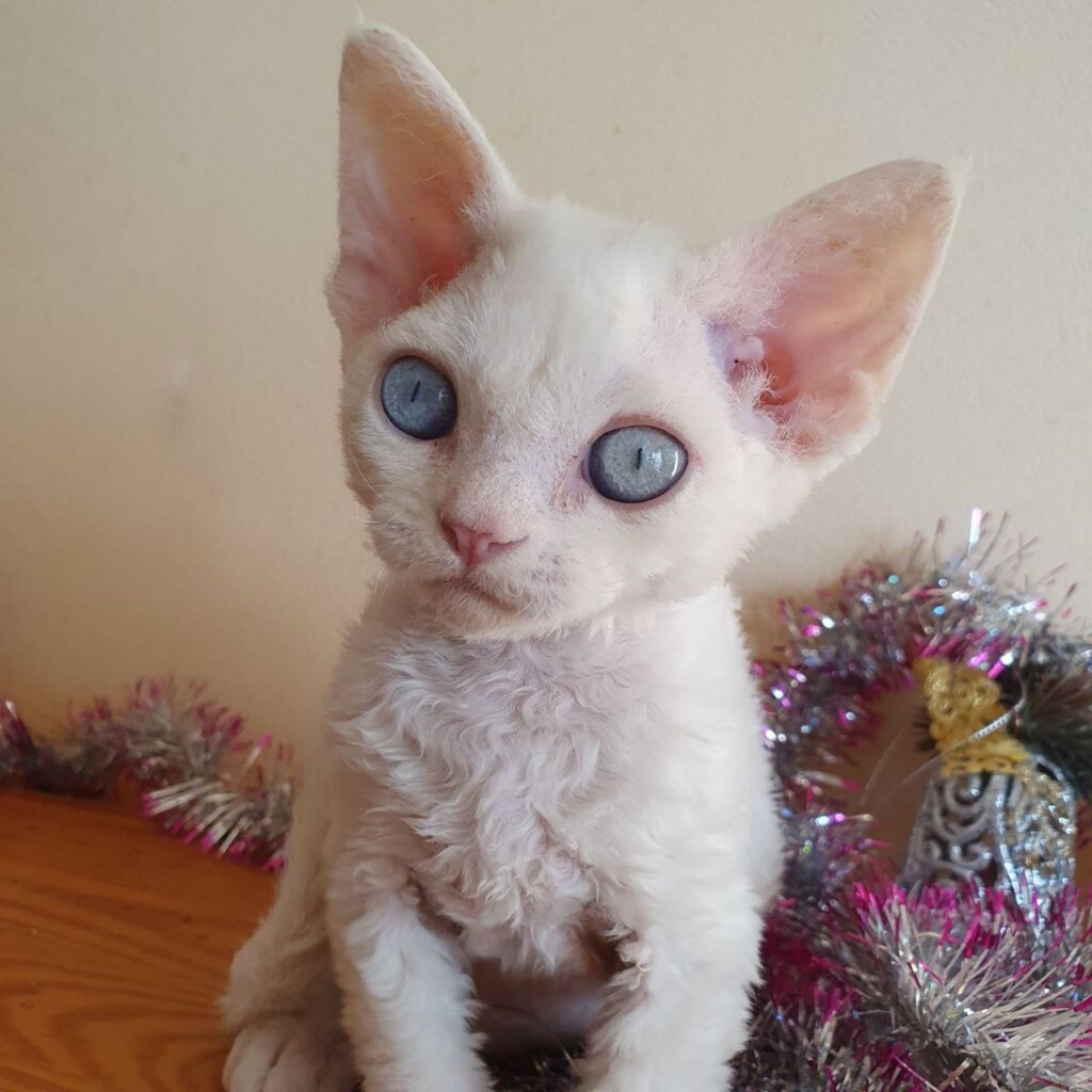 Photo 2025 12 13 16 38 52