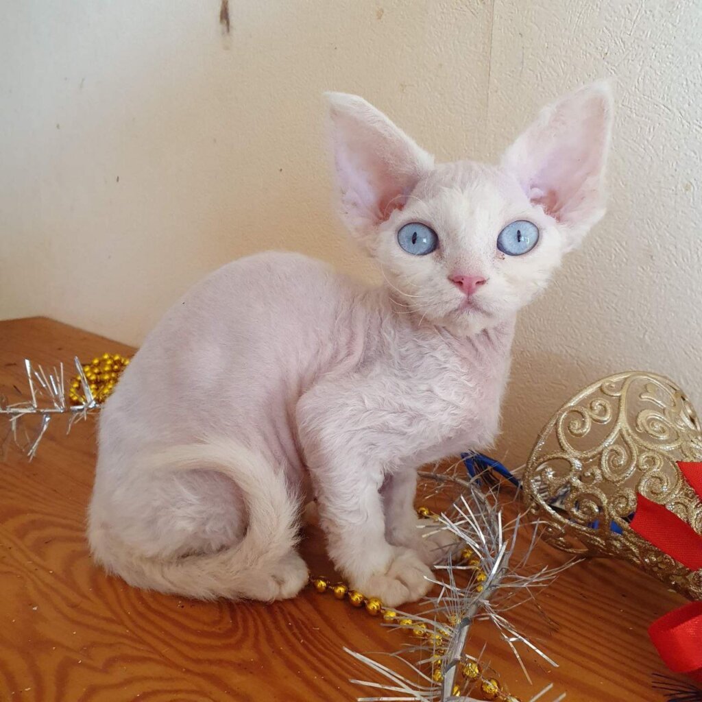 Photo 2025 12 13 16 54 43 2