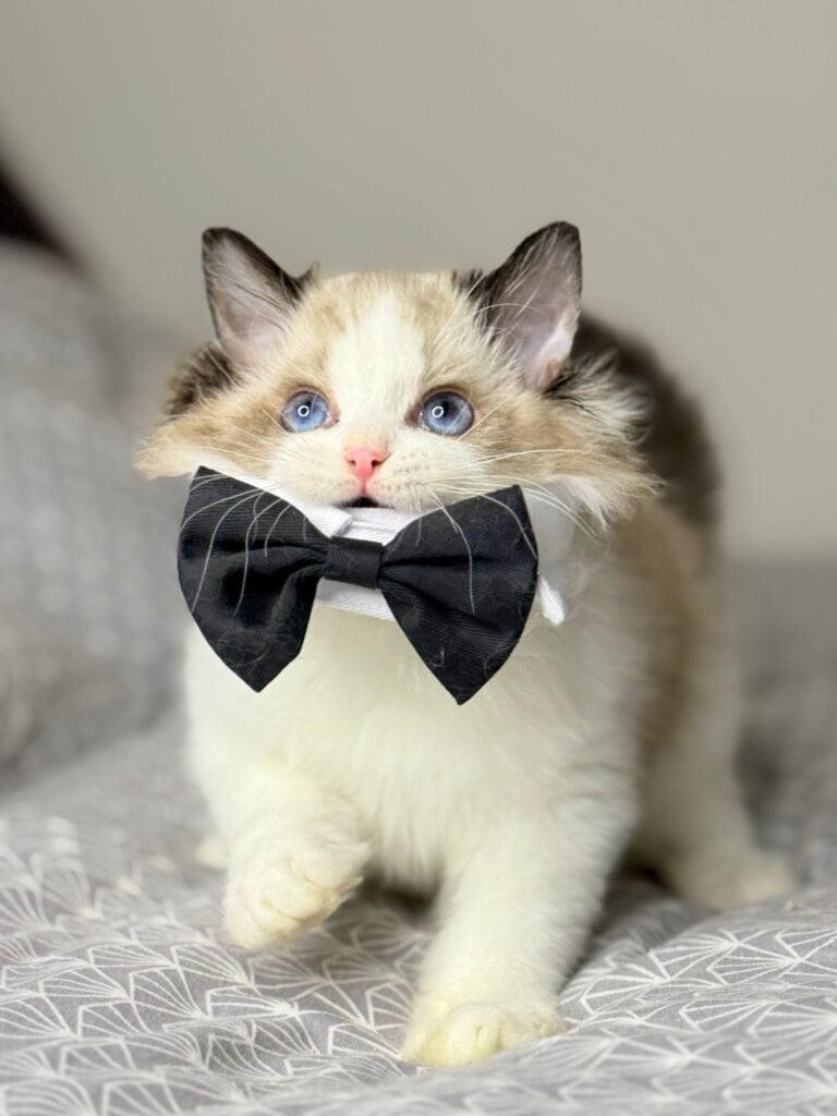 Photo 2025 12 14 18 14 20