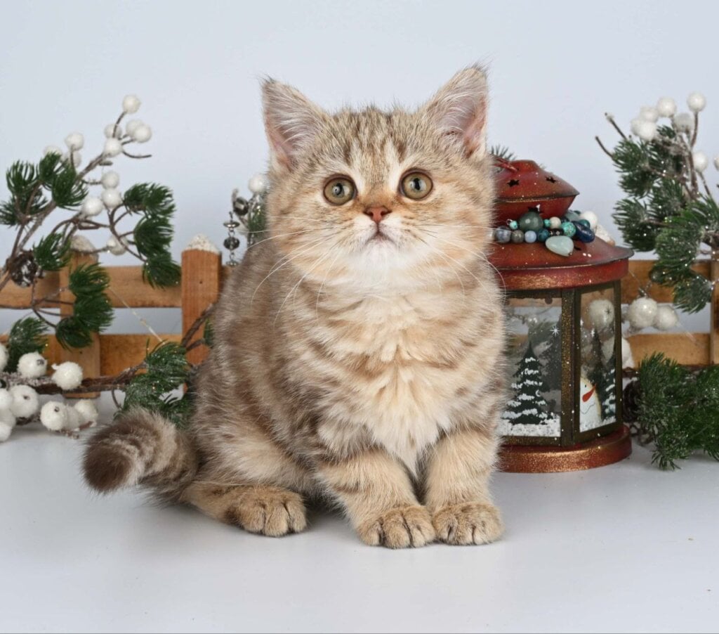 Photo 2025 12 15 14 59 52 2