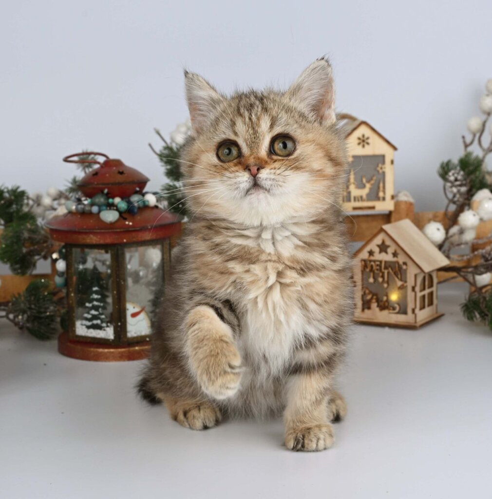 Photo 2025 12 15 15 01 44