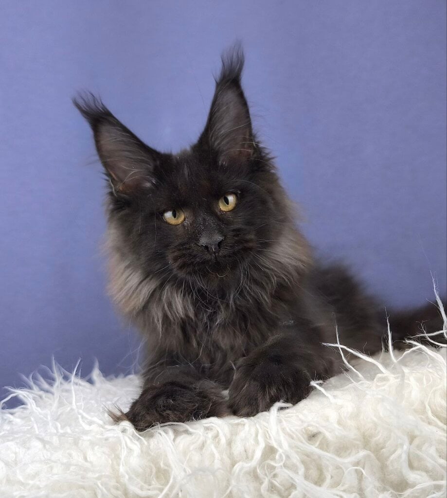 Photo 2025 12 15 20 38 09